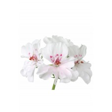 Geranium (Герань), эфирное масло, 15 мл