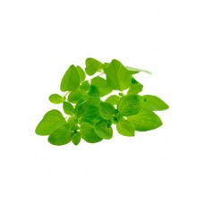 Marjoram (Майоран / Origanum majorana), эфирное масло, 15 мл