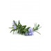 Rosemary (Розмарин / Rosmarinus officinalis), эфирное масло, 15 мл