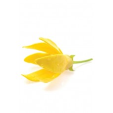 Ylang Ylang (Иланг-Иланг (Cananga odorata), эфирное масло, 15 мл