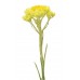 Helichrysum Touch / Бессмертник роллер 10 мл
