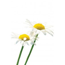 Roman Chamomile (Римская ромашка / Anthemis nobilis), эфирное масло 5 мл.