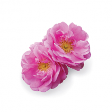 Rose (Роза), эфирное масло, 5 мл