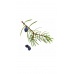 Juniper Berry  (Можжевельник / Juniperus communis), эфирное масло, 5 мл