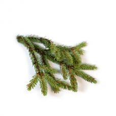 Black Spruce (Черная ель), эфирное масло, 5 мл